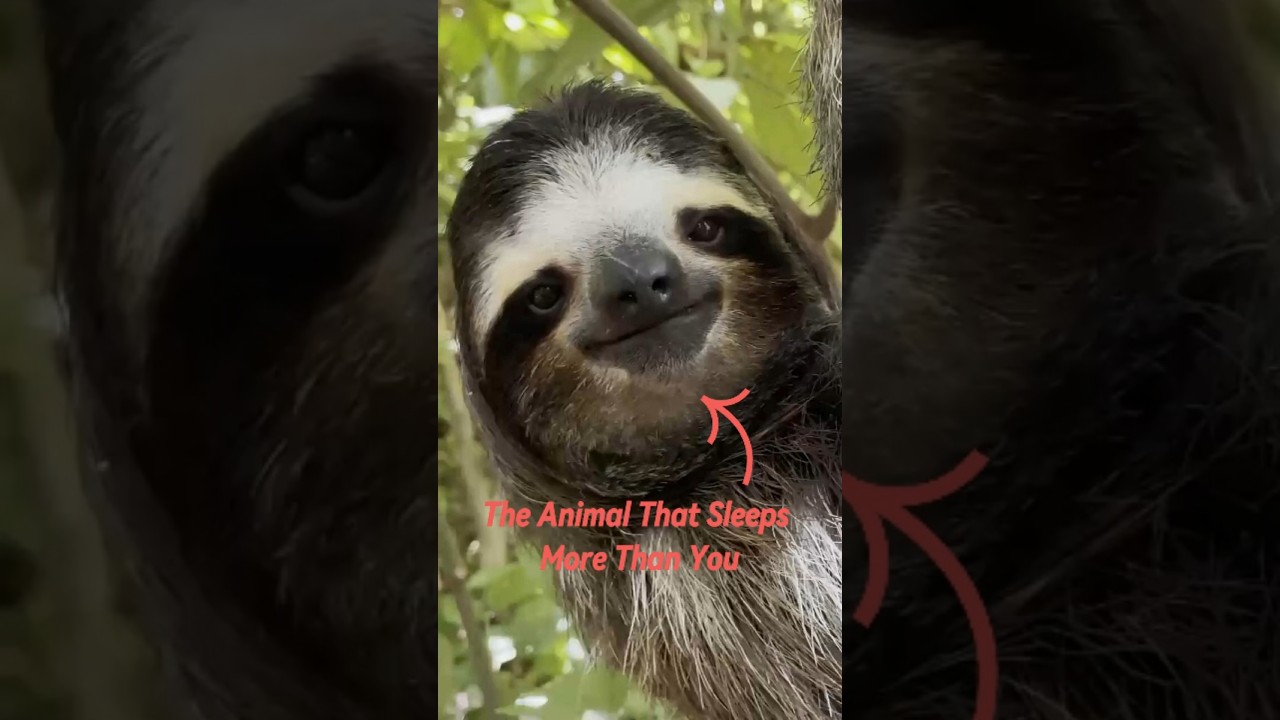 This Sloth Moves SO Slow… It’s Almost Magical 😭🦥