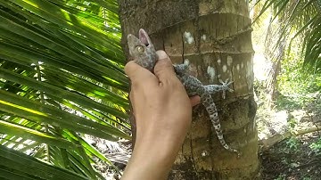 tắc kè làm thuốc - cách dùng tắc kè  - thầy Lộc Tiên sinh