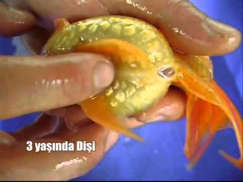 kawin buatan ikan mas koki spawning goldfish - YouTube