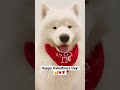 Happy Valentine’s Day! Love, Olaf #samoyed #fluffy #dog #valentinesday #bemyvalentine