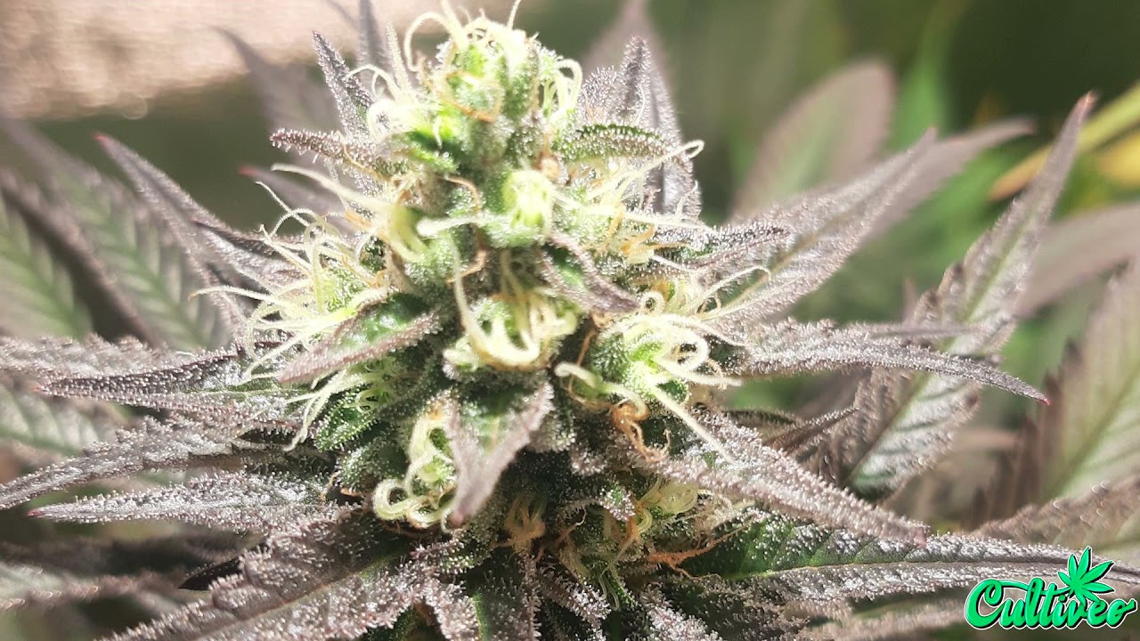 CULTIVEO 11 ARMARIO TARDIO