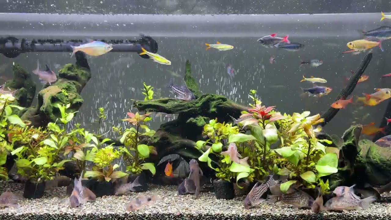 Relaxing Aquarium 1732 / 熱帯魚50種混泳水槽 アクアリウム ディナー