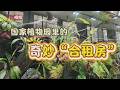 国家植物园里的奇妙“合租房”：既竞争又合作 强者从不抱怨环境