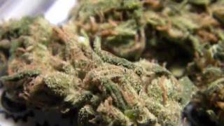Mr.Davis Marijuana Strain- TRAINWRECK