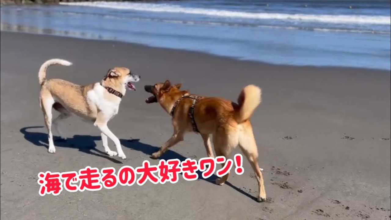 お気に入り海岸で海遊び♪