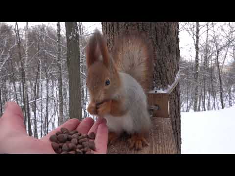 Небольшая зарисовка с белкой и дятлом / A small sketch with a squirrel and a woodpecker