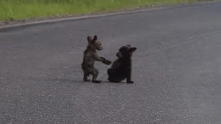 Bebek Ayılar Yolda Güreşiyor