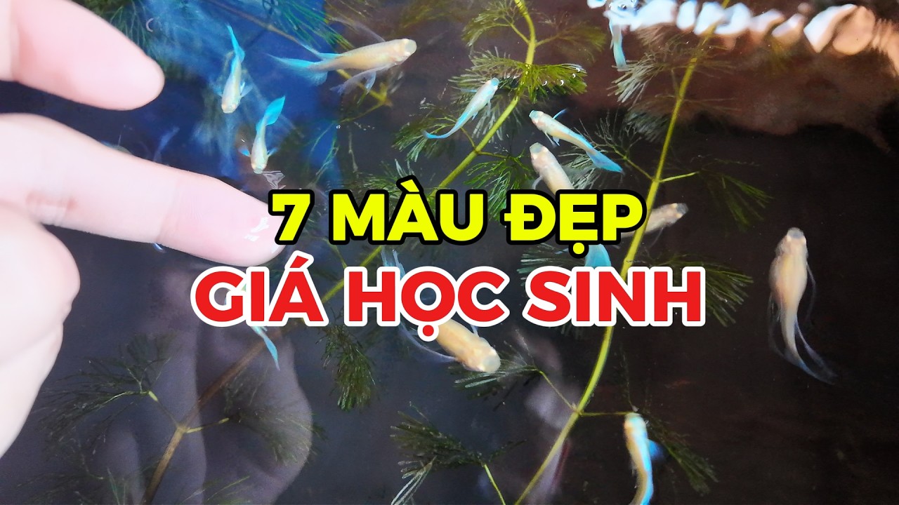 Cá 7 màu thuần chủng siêu đẹp giá học sinh | Thắng Làm Màu