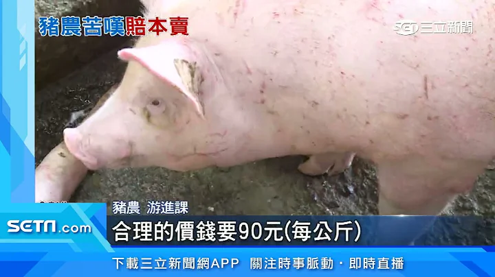 批發豬價虧本！豬農哀怨「賣一頭賠千元」｜三立新聞台 - 天天要聞