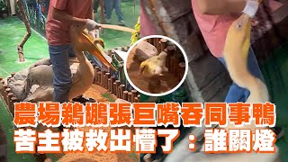 農場鵜鶘張巨嘴吞同事鴨苦主被救出懵了誰關燈...Park attendant rescues duck from pelican's grip in farm大型水鳥中國大陸寵物動物