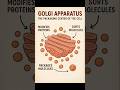 Golgi Apparatus – The Packaging Center of the Cell.|#shorts|#golgiapparatus