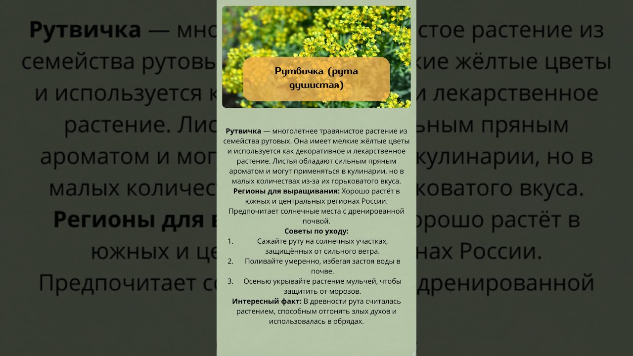Рутвичка (Рута душистая) - что за культура?