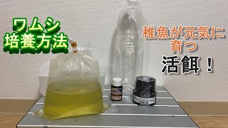 魚の赤ちゃんに最適なワムシの培養方法！