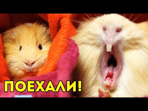 ГОТОВЫ К ПОЕЗДКАМ 🚕 Переноска ДЛЯ МОРСКОЙ СВИНКИ 🐽 NEWCHIC