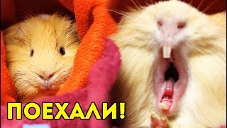 ГОТОВЫ К ПОЕЗДКАМ 🚕 Переноска ДЛЯ МОРСКОЙ СВИНКИ 🐽 NEWCHIC ГОТОВЫ К ПОЕЗДКАМ 🚕 Переноска ДЛЯ МОРСКОЙ СВИНКИ 🐽 NEWCHIC