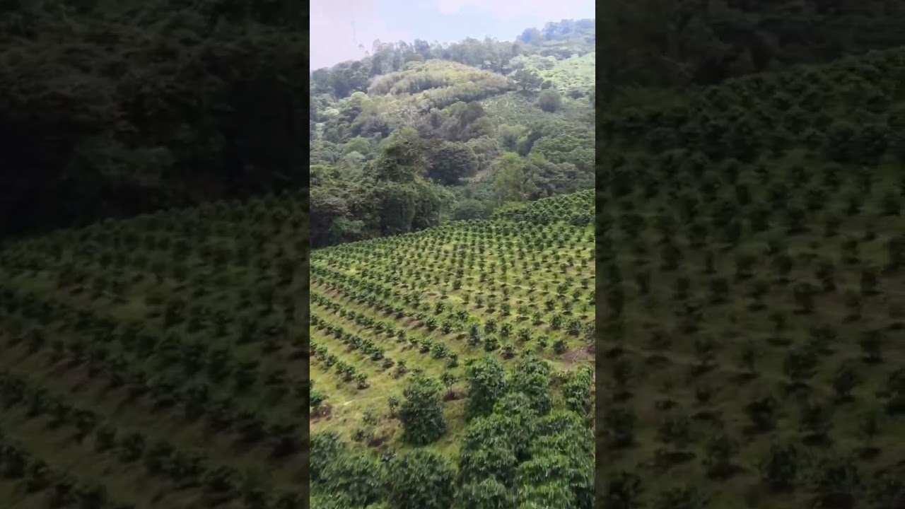 Flying Through Coffee Fields 