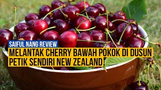 Melantak cherry segar di dusun cherry New Zealand