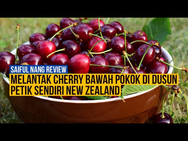 Melantak cherry segar di dusun cherry New Zealand class=