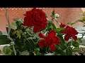 Розы в феврале