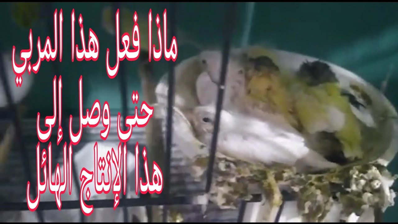 من صفر انتاج من طيور الكناري إلى 100 فرخ في كل بطن فماذا فعل