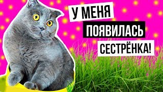 У МЕНЯ ПОЯВИЛАСЬ СЕСТРЕНКА | РЕАКЦИЯ КОШЕЧКИ БАТТЕРС У МЕНЯ ПОЯВИЛАСЬ СЕСТРЕНКА | РЕАКЦИЯ КОШЕЧКИ БАТТЕРС