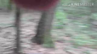 Raccoon  Encounter