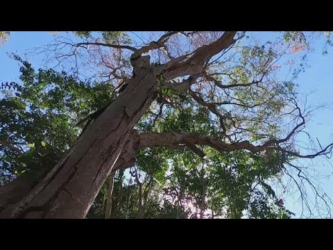 ვიდეო: ტეხასის ტყეები ქარიშხალს განიცდის?