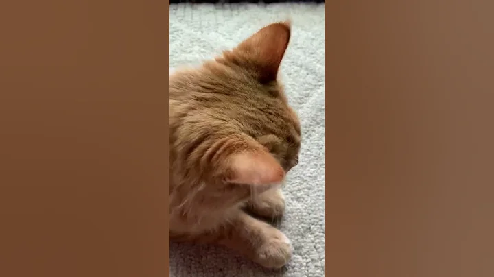 Video 5203021: shelter maine coon kitten, maine coon house