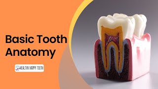 Basic Information About Tooth Anatomy! screenshot 2