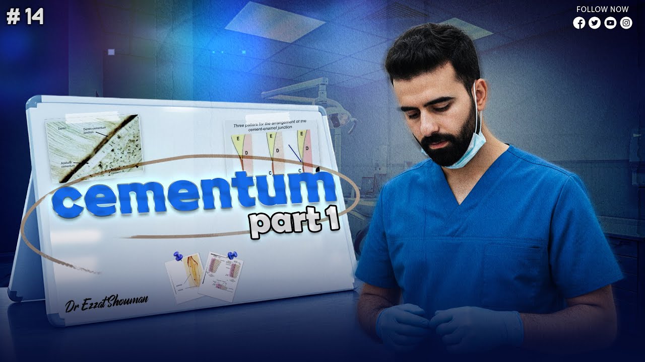 cementum 1 || oral histology - عزت شومان