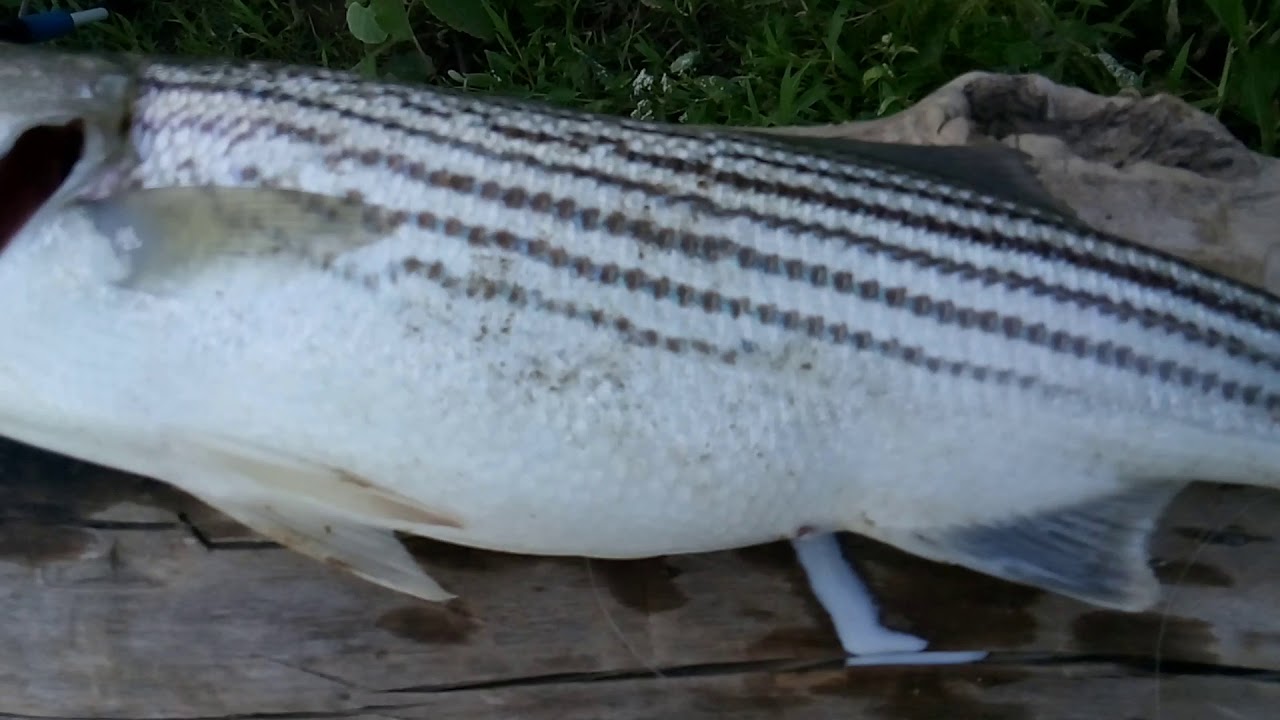 Feather River Striper fishing YouTube