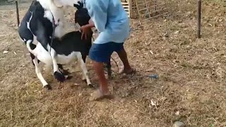 Big Goat vs Sheep Crossing Successful Quotes
