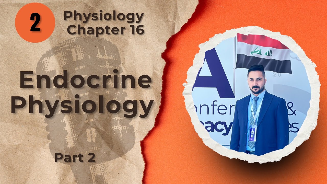 2. Endocrine Physiology Chapter 16 part 2 (فسلجه وزاري)
