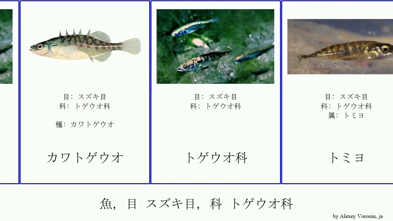 魚 目 スズキ目 科 トゲウオ科 Fish Stickleback Thought Tracktribe You ハリヨ Perciformes トミヨ カワトゲウオ イトヨ ミナミトミヨ Youtube