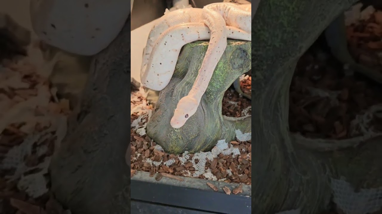 MEET ALL THE THERAPY ANIMALS AT CENTER ONE THERAPY | Therapist: Avi Benmordechai, LCSW