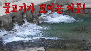 맑은 계곡 콧구멍다리 아래에 통발을 놓고 다음날 가봤더니! 가지각색의 물고기가 잡혔다!