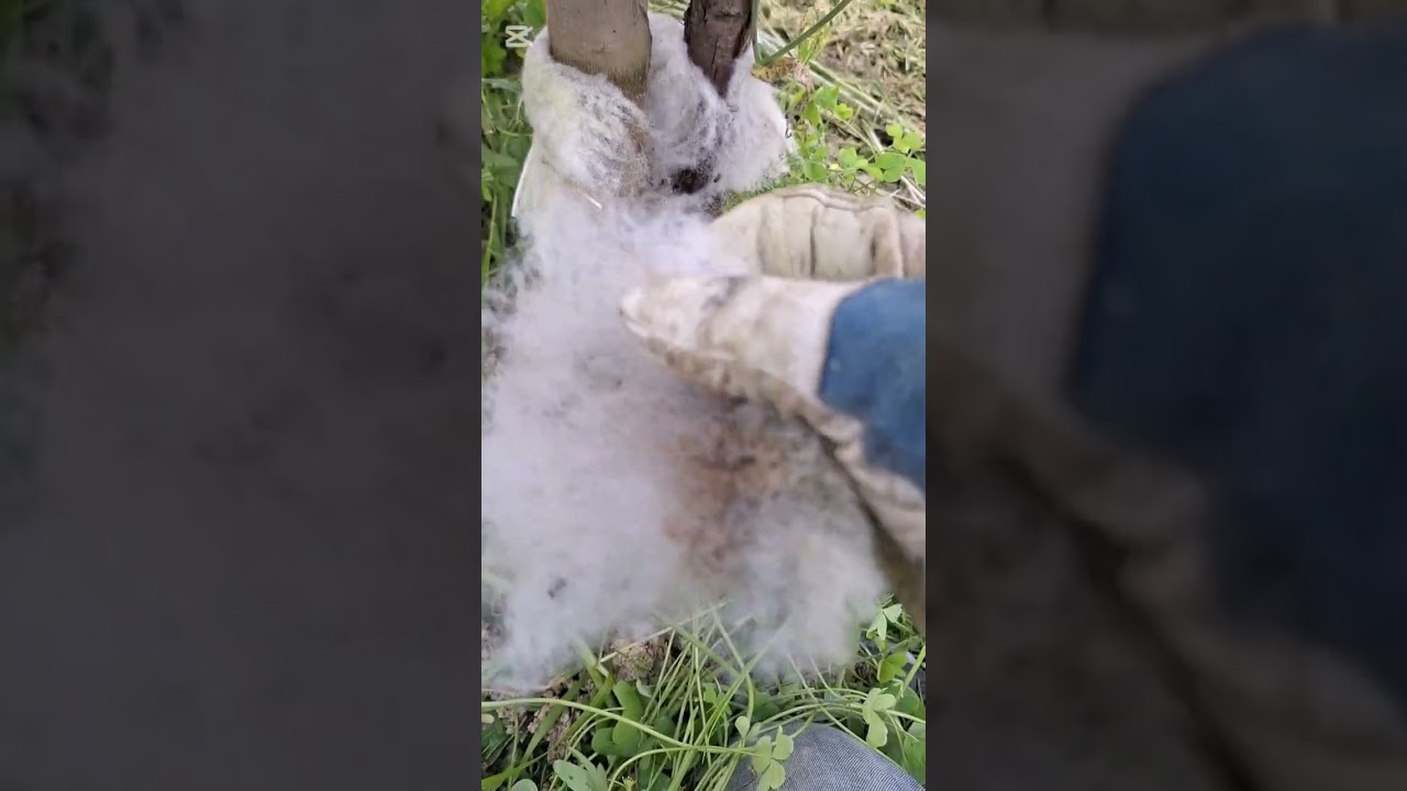 Prima potatura del nostro olivo di 3 anni. Cosa taglio e perché 