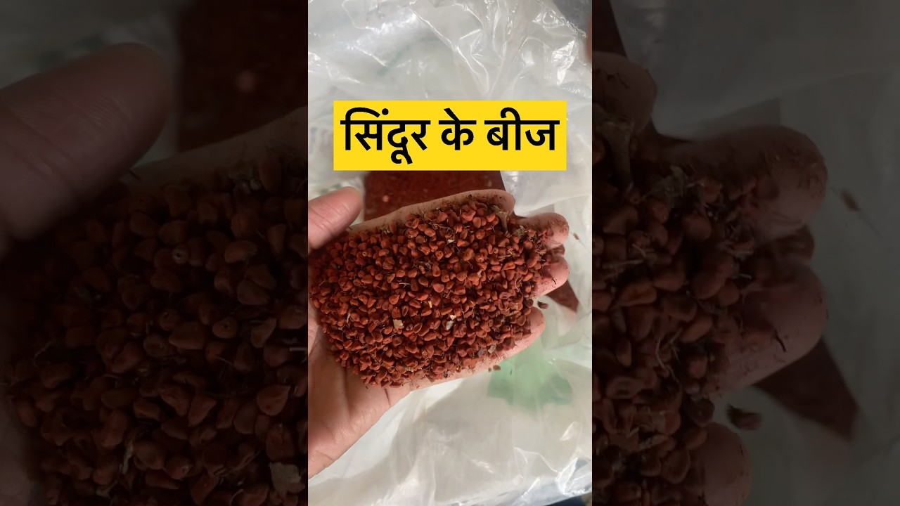 Neemuch mandi bhav || 