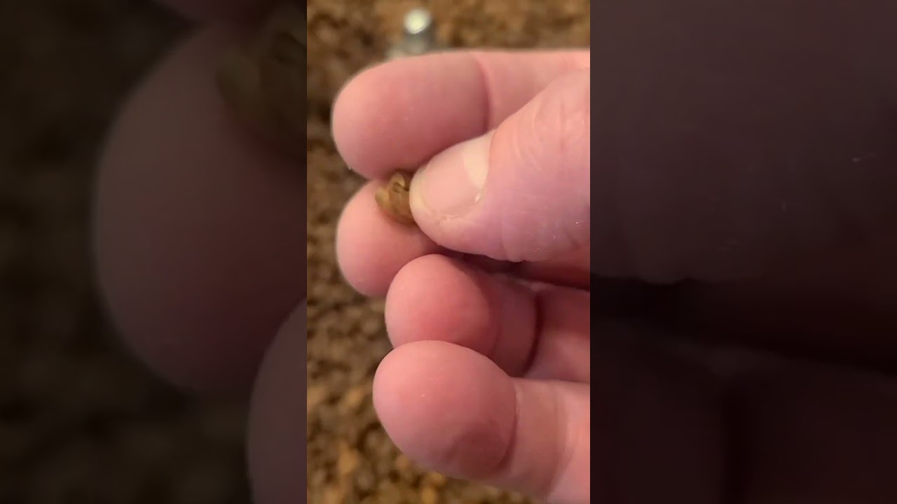 Master Roaster will astound at least 3 coffee nerds with post-roast (Finca El Mango) coffee talk.