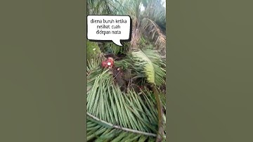 dilema brondolan,🤣🤣uang asem ilang didepan mata.. #buruhsawit #petanisawit #sawit