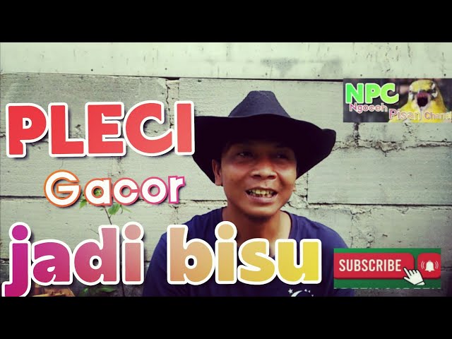 Pleci Gacor DI RUMAH TEMPAT LAIN BISU class=