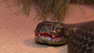 Geniale Gifte Tödliche: Waffen der Tiere [Doku - Deutsch - HD]