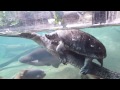 Turtle piggybacks on a gharial