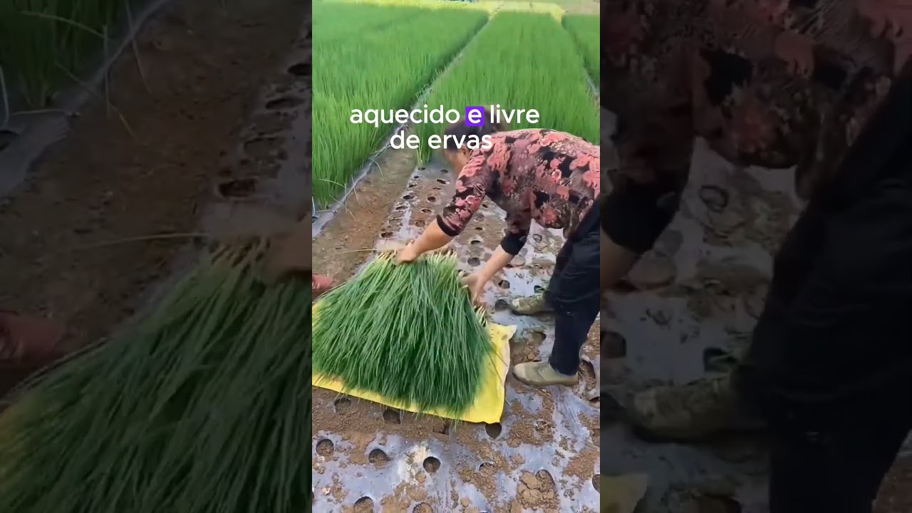 Descubra o Segredo para Plantar Cebolinha e Multiplique Sua Colheita!