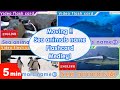 [English] 動く 海の生き物 フラッシュカード 4種 連続 メドレー1 英単語 60語 はじめての英語 を勉強している方向け English FlashCard medleys