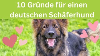 Die 10 wichtigsten Gründe für einen deutschen Schäferhund 🐶 by Hundefantastisch 621 views 11 months ago 5 minutes, 4 seconds