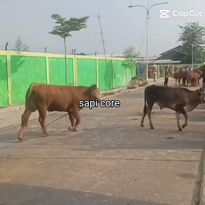 sapi core