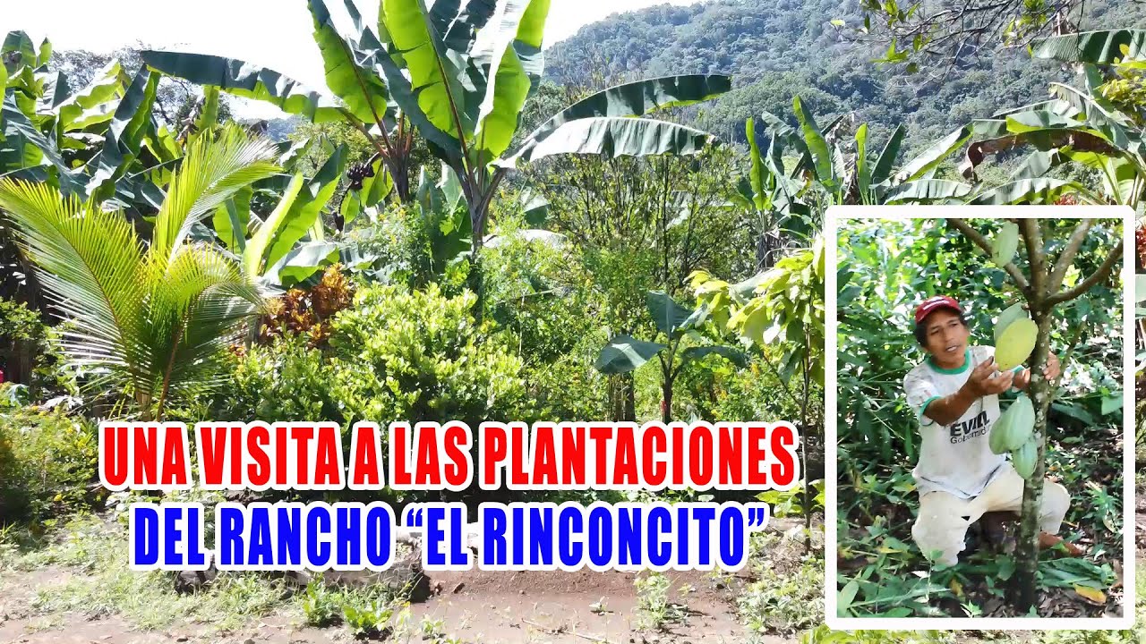 UNA VISITA A LAS PLANTACIONES DEL RANCHO 
