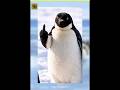 This Is Why Penguins Slide Instead of Walking #penguin #shortsfeed #antarctica #shorts
