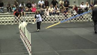 CH MACH 4 Bruin running at the 2013 AKC Agility Invitational by Ginger Jenks 206 views 8 years ago 53 seconds